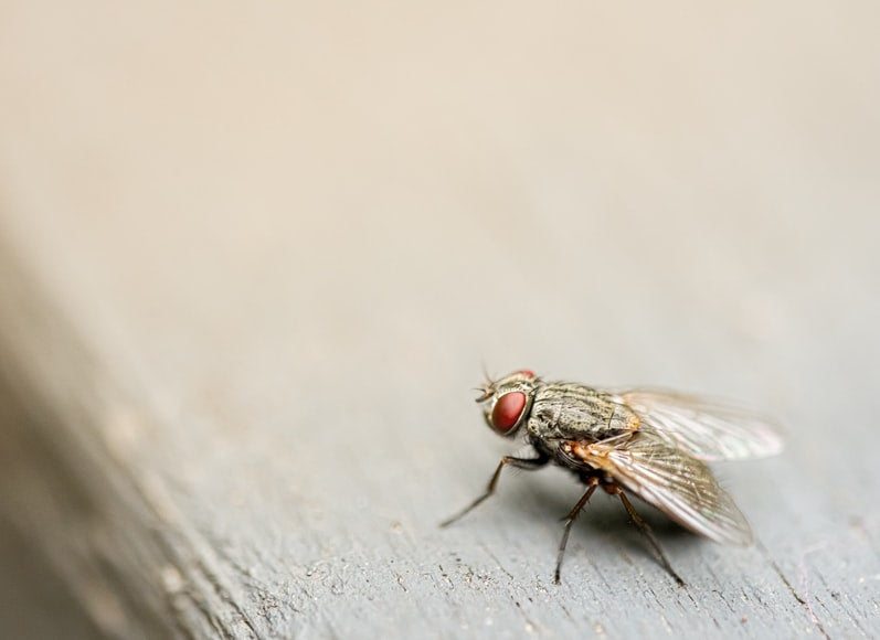 fliegen-im-winter-ecobusters
