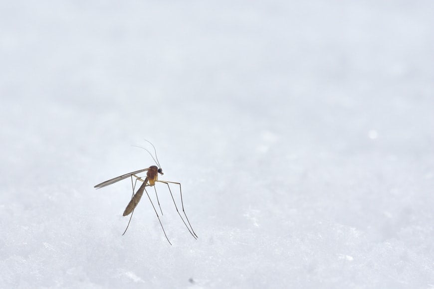 mosquito-ecobusters