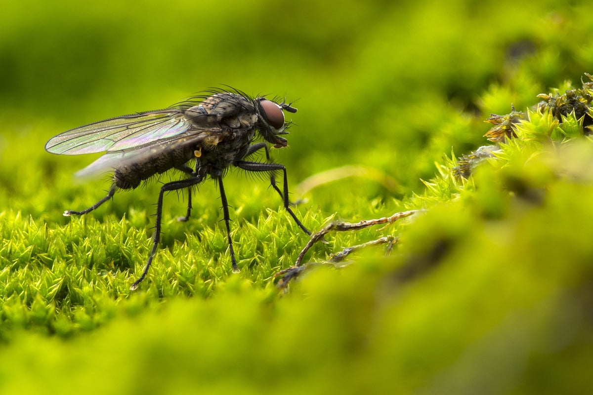 Vier Tipps, um Fliegen mit Ecobusters zu vertreiben – Ecobusters ...