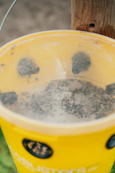 SET XL: Fliegenfalle Weide C + Aufstellpfahl + 240g Lockstoff