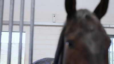 250ml EcoStable Spray